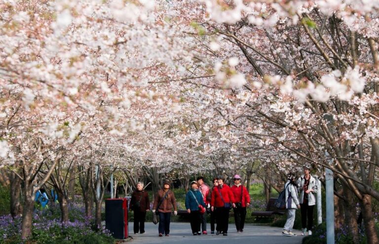 primavera en shanghai